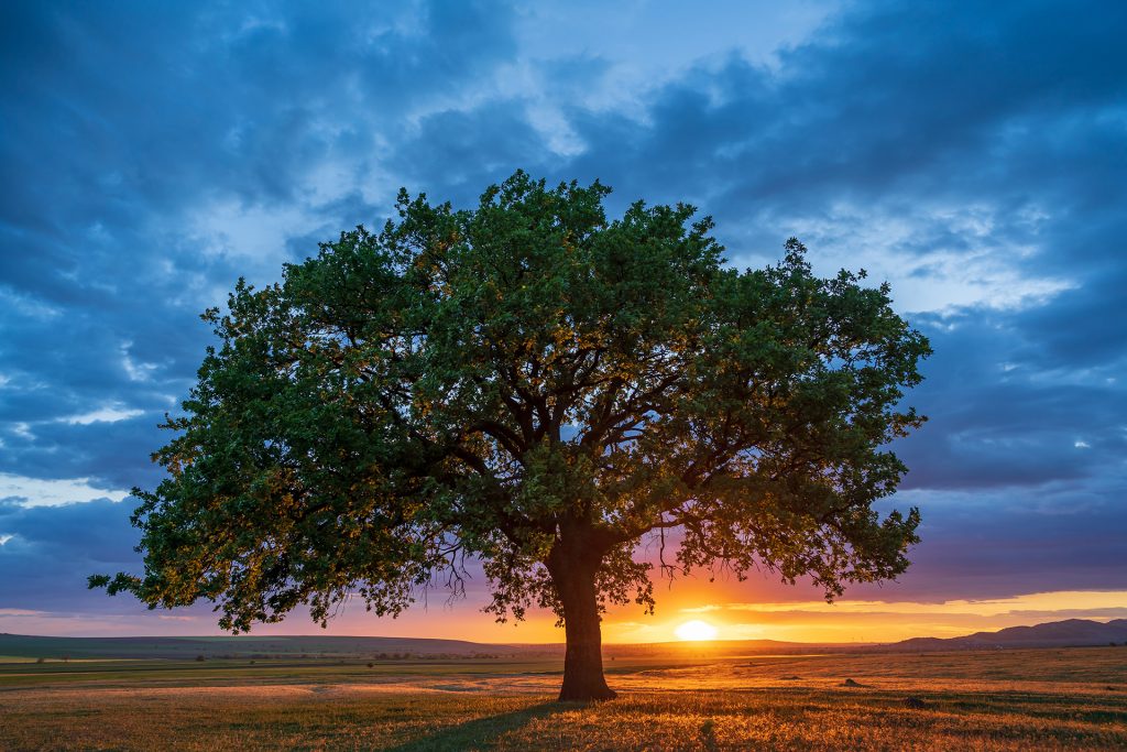 Sonnenuntergang mit großer Eiche